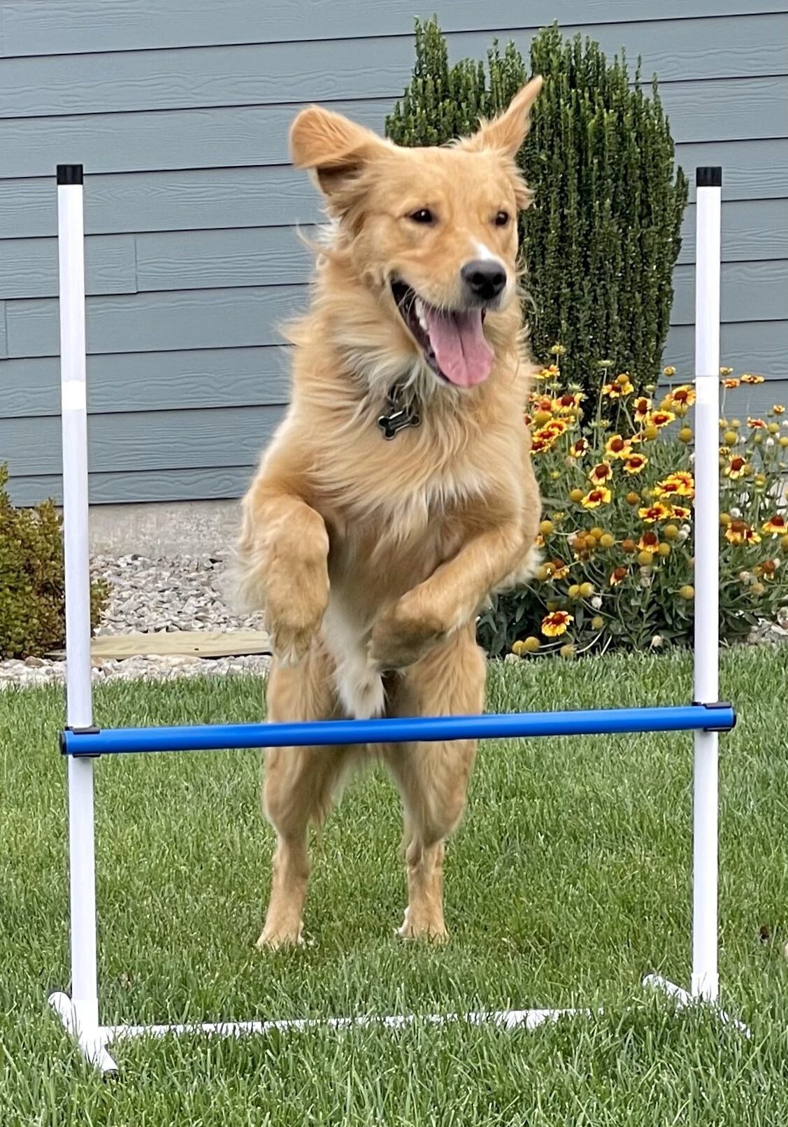 A golden retriever jumping over a blue and white hurdle