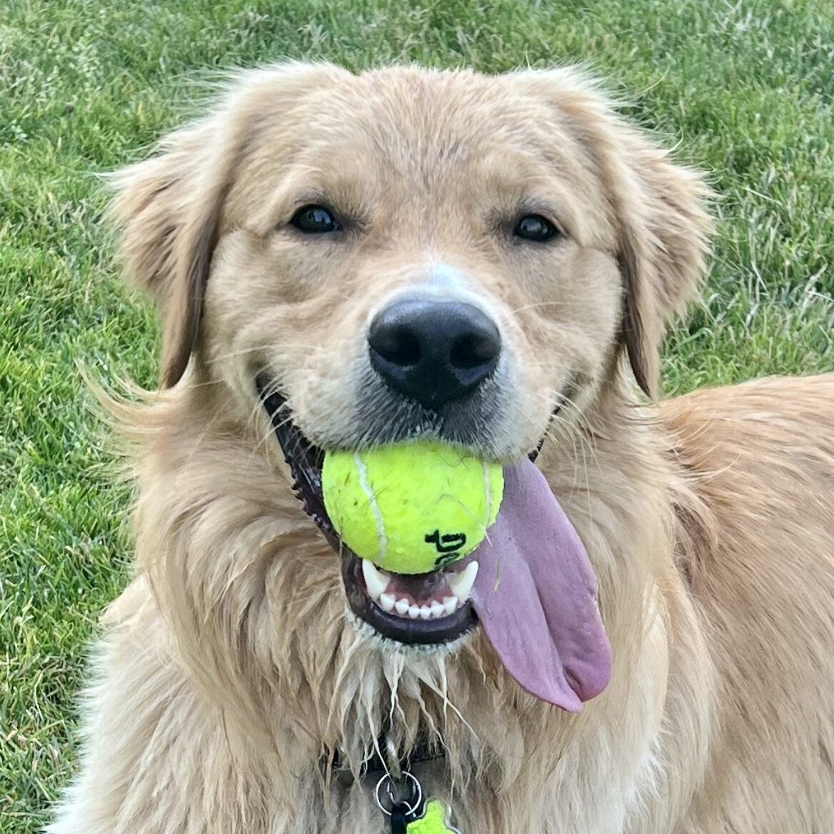 Phoenix the Golden Retriever 